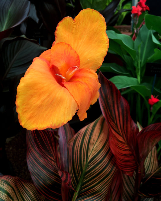 Canna 'Durban'