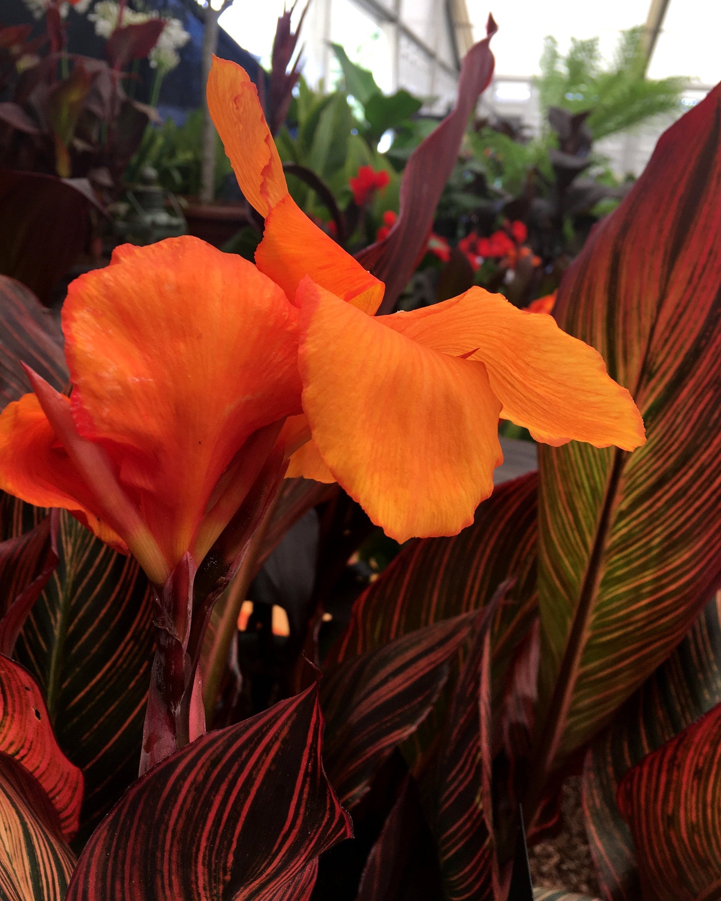 Canna 'Durban'