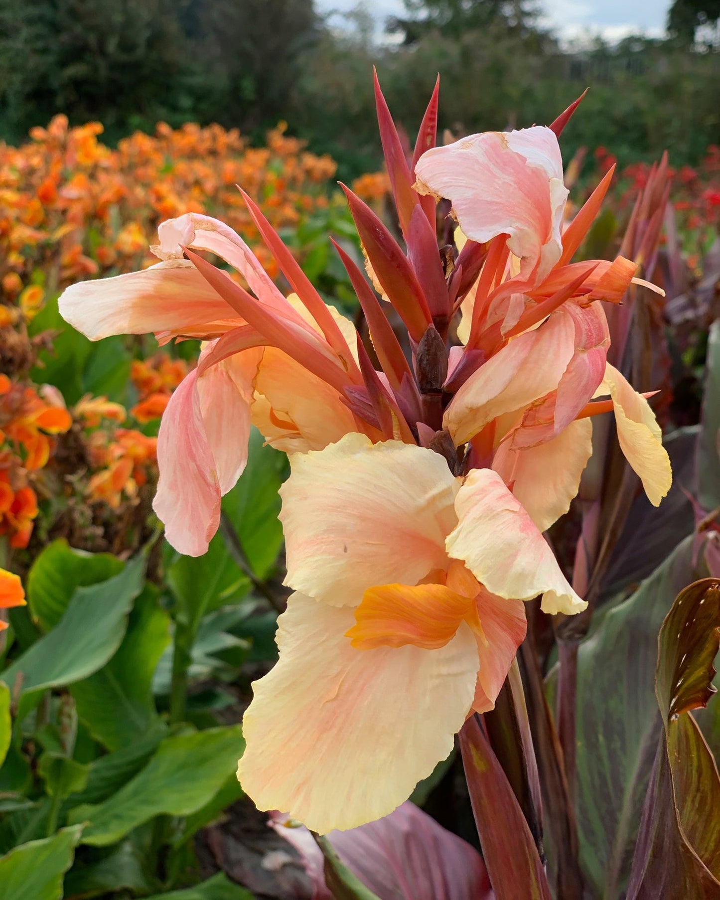 Canna 'Monique'