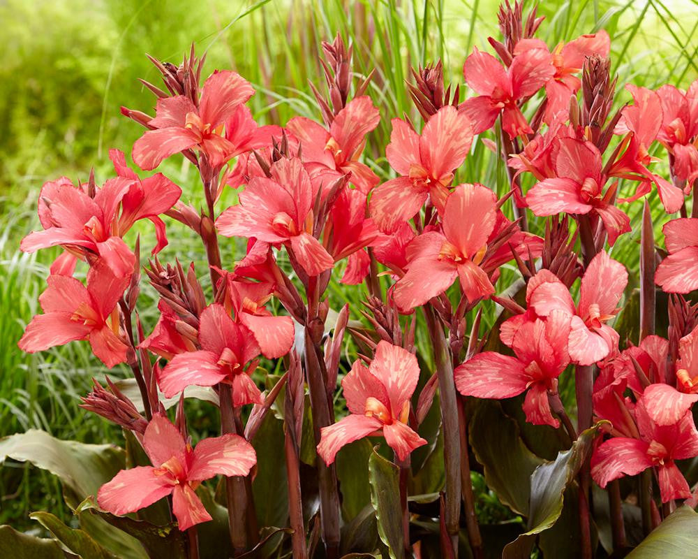 Canna 'Pink Paradise'