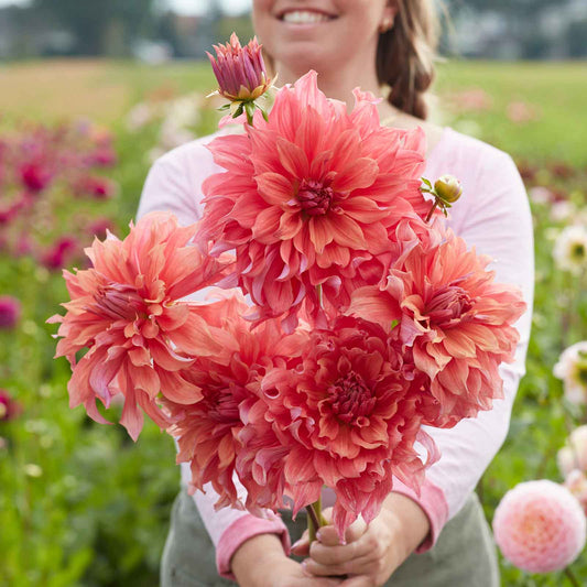 Dahlia Bulbs (Dinnerplate) - Belle of Barmera