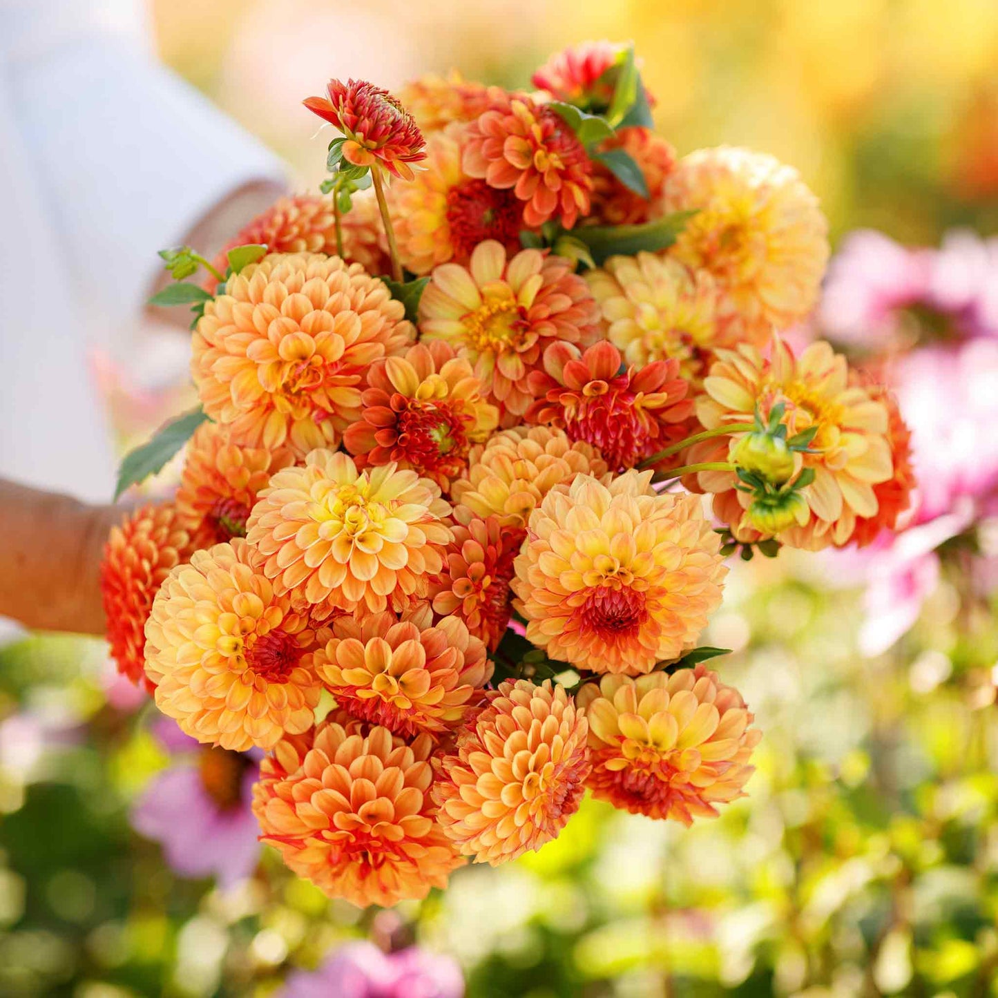 Dahlia Bulbs (Ball) - Bonanza