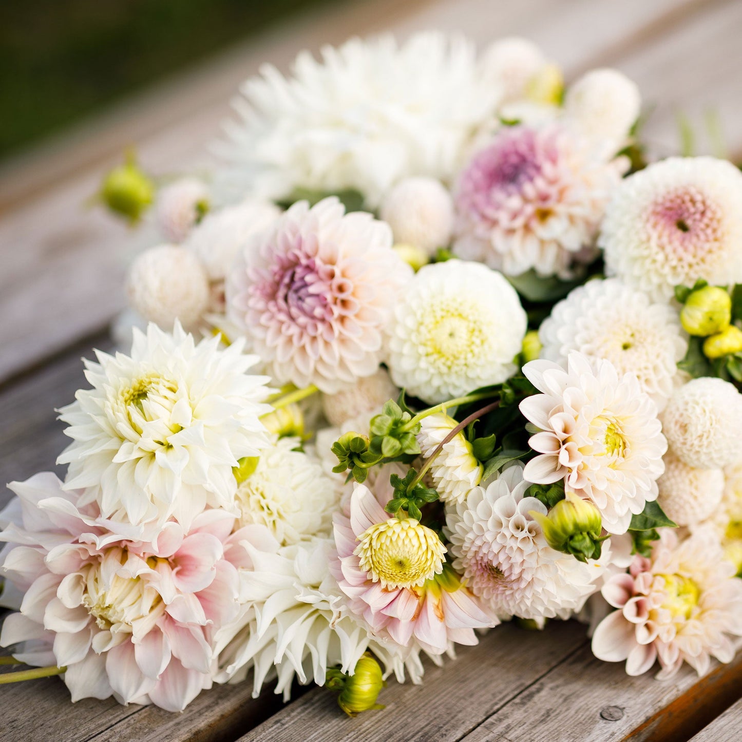 Dahlia Bulbs - Romantic Mix