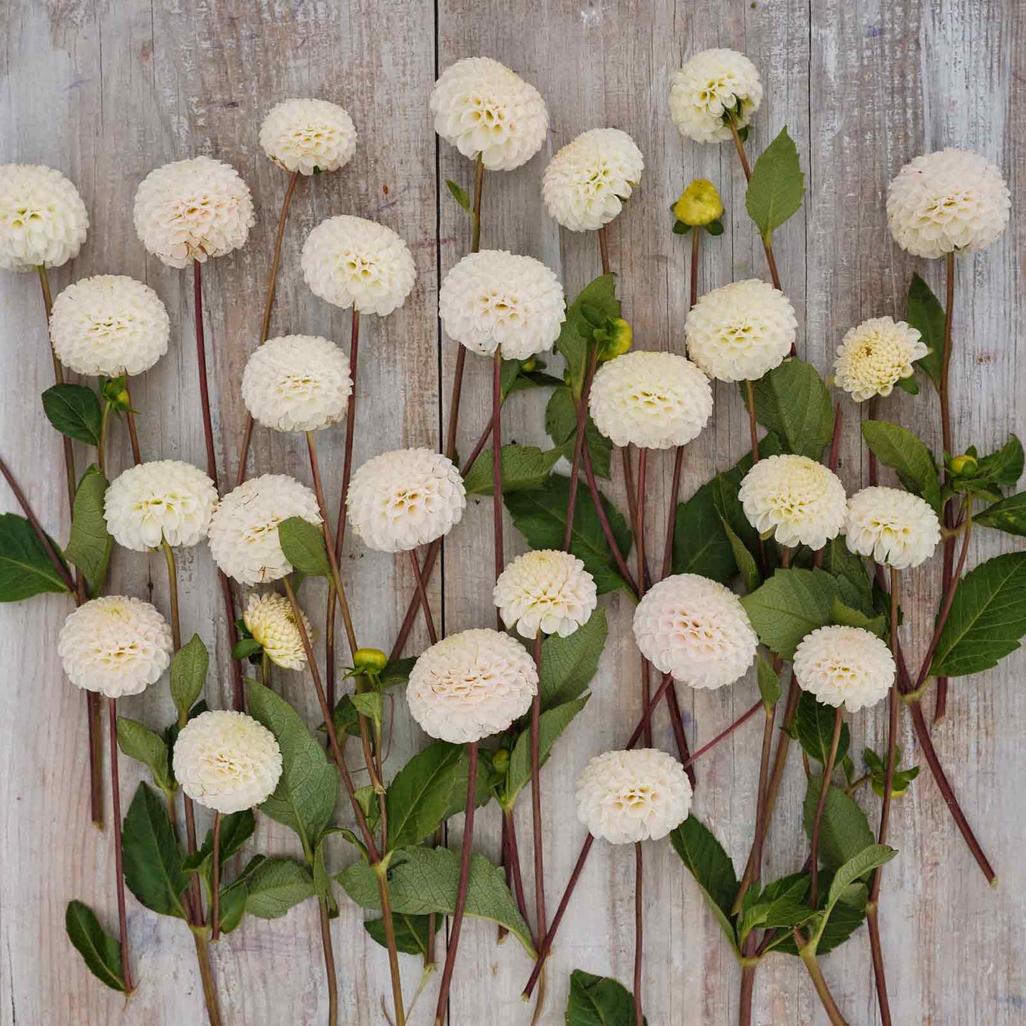 Dahlia Bulbs (Mini Pompon) - Small World