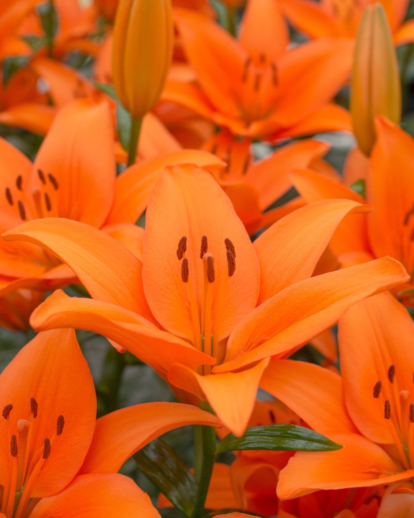 Lily 'Orange County'