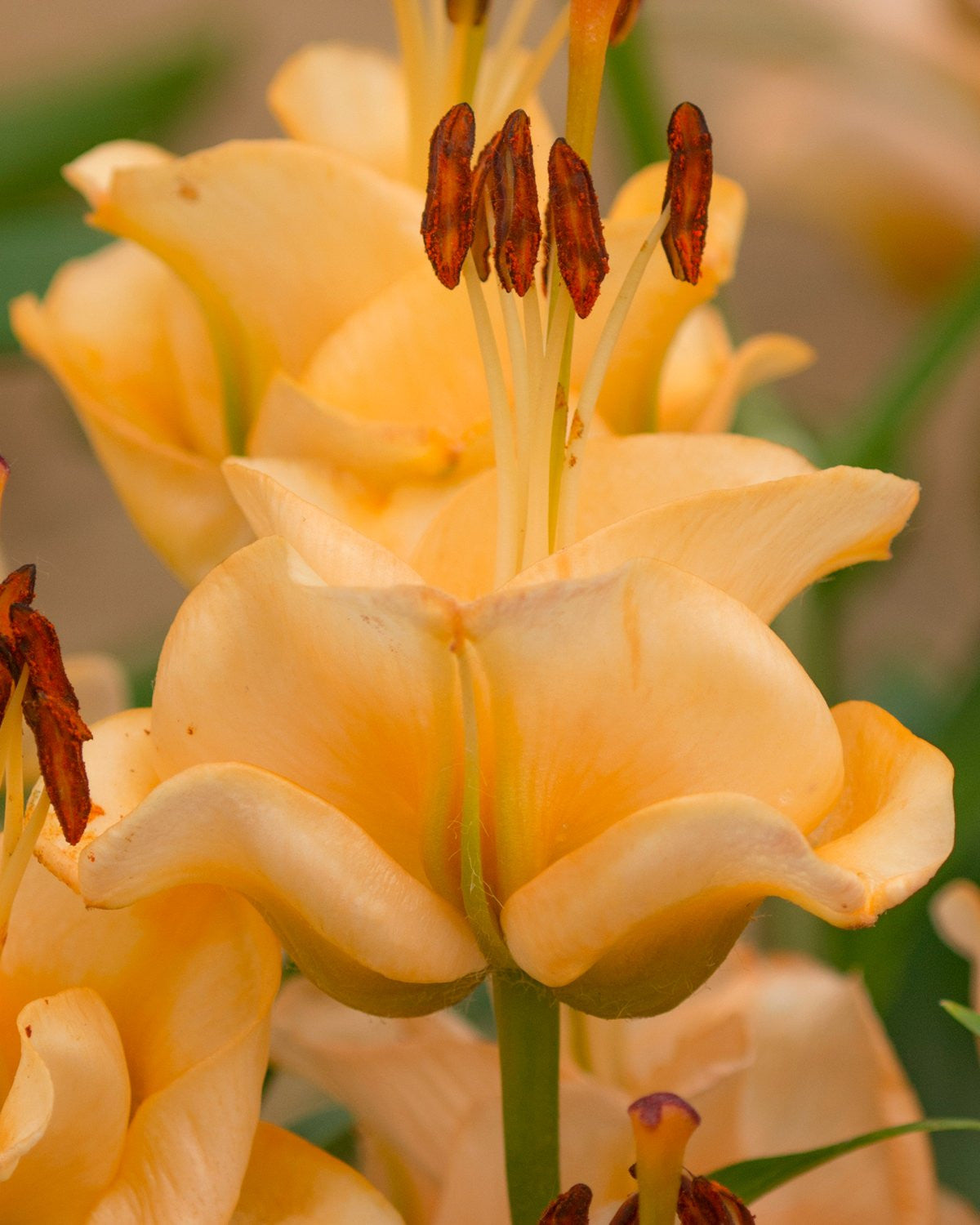 Lily 'Apricot Fudge'