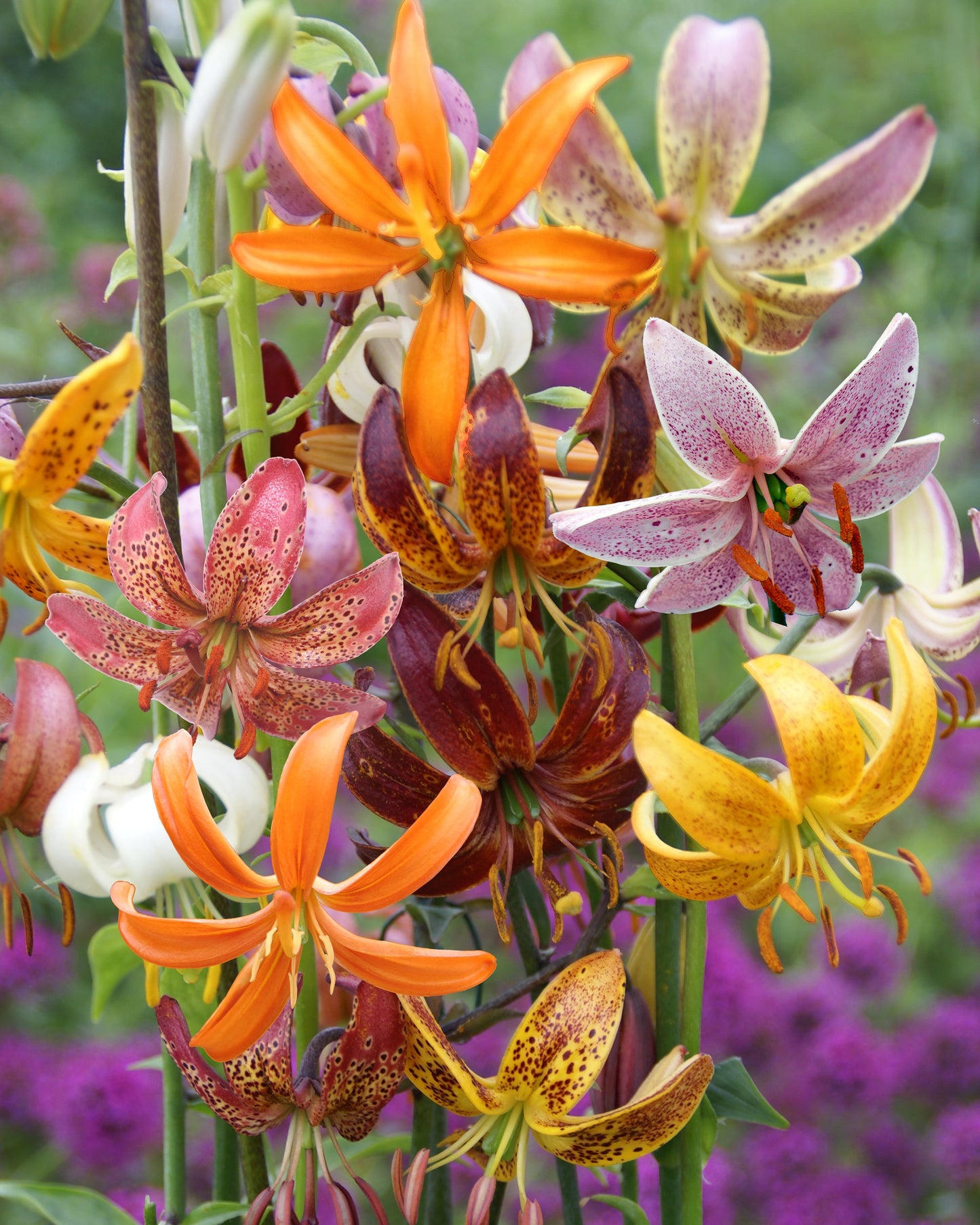 Lily 'Martagon Mix'