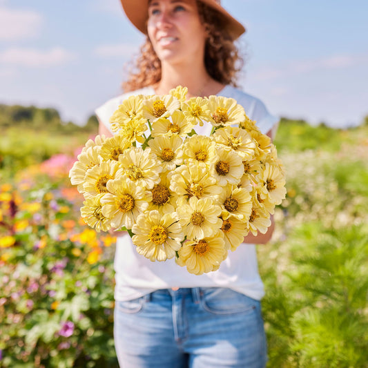 Zinnia Seeds - Isabellina